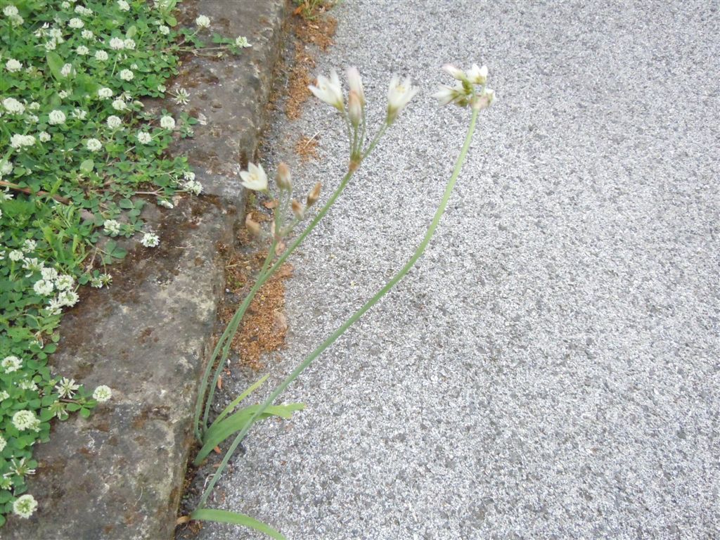 Nothoscordum gracile / Aglio fragrante